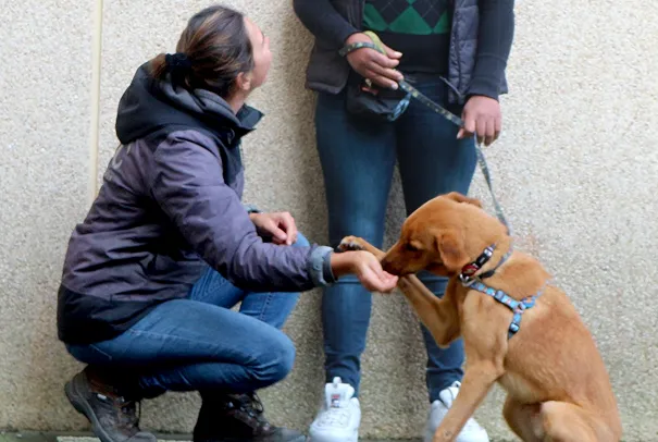 Pelos 2 - Iniciativa